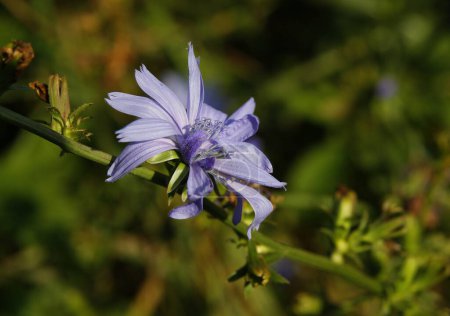 Foto de Bonitas flores azules de achicoria-cichorium intybus en el prado de cerca - Imagen libre de derechos