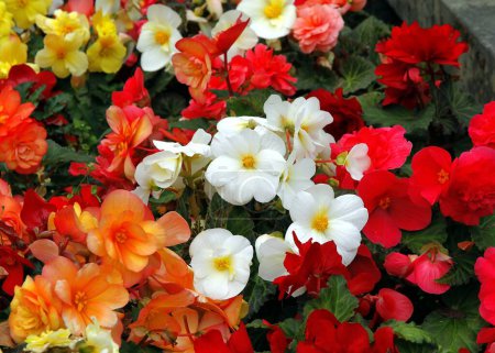 Foto de Bonitas flores multicolores de begonia plantas en el parque de cerca - Imagen libre de derechos
