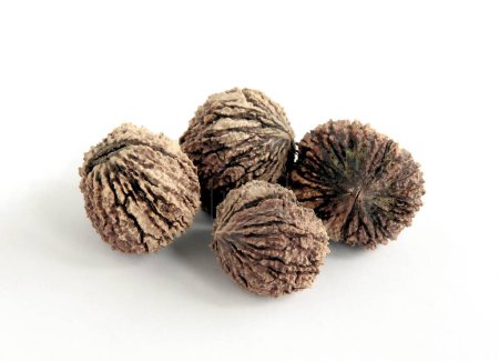 Photo for Black walnut - juglans-nigra nuts close up - Royalty Free Image