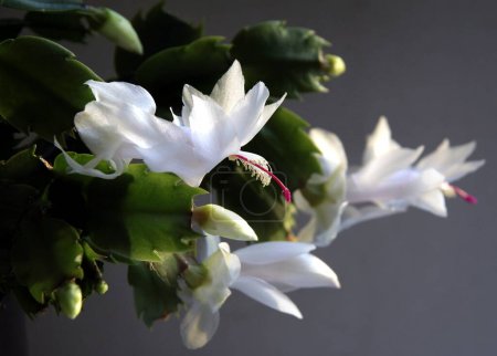 Foto de Cactus de Navidad - Schlumbergera suculenta con bonitas flores blancas de cerca - Imagen libre de derechos