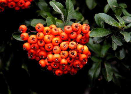 Téléchargez les photos : Corymbe de pyrale à fruits rouges Pyracantha coccinea à l'automne - en image libre de droit