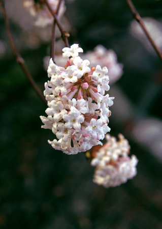 Téléchargez les photos : Rose, parfumé, petites fleurs de Viburnum Farreri arbre à l'automne - en image libre de droit