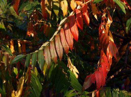 Photo for Red,green and orange leaves of sumac tree at autumn - Royalty Free Image