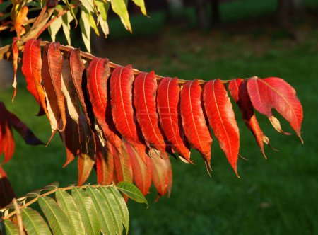 Photo for Red,green and orange leaves of sumac tree at autumn - Royalty Free Image