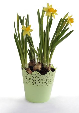 Foto de Narcisos amarillos como bonitas flores de primavera de un jardín - Imagen libre de derechos