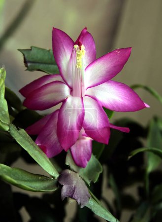 Foto de Flores de color rosa y púrpura de cactus de Navidad - Schlumbergera suculenta de cerca - Imagen libre de derechos