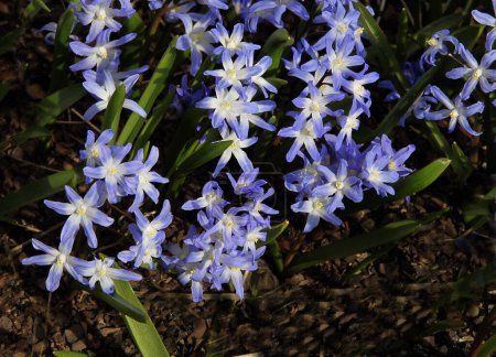 Foto de Flores azules de Chionodox luciliae en primavera - Imagen libre de derechos
