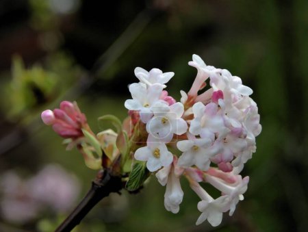 Téléchargez les photos : Petites fleurs roses de Viburnum farreri buisson en hiver ou au printemps gros plan - en image libre de droit