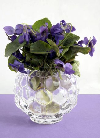 violette Blüten der Pflanze Viola Odorata im Frühling aus nächster Nähe