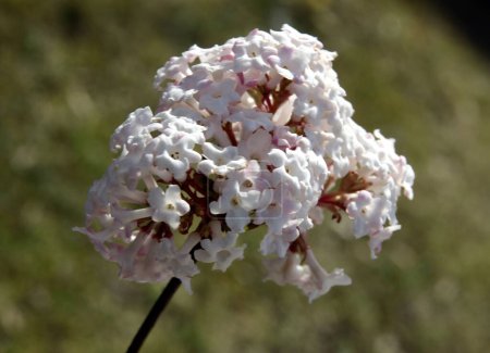 Téléchargez les photos : Petites fleurs roses de Viburnum farreri buisson en hiver ou au printemps gros plan - en image libre de droit