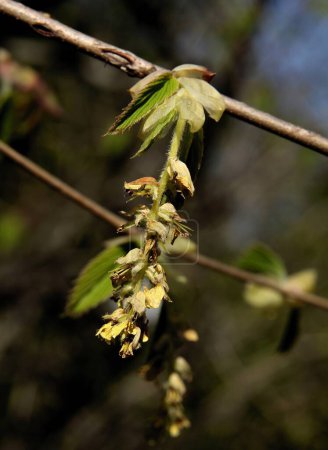 Blüten des Corylopsis sinensis-Baumes im Frühling im Park
