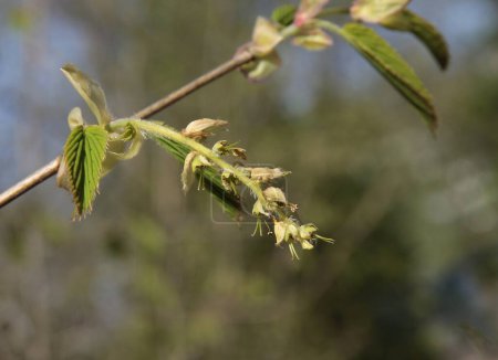 flowers of Corylopsis sinensis tree at spring in park