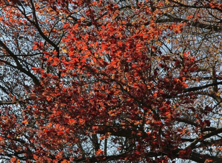 fagus sylvatica - Buche mit roten Blättern, die im Frühling blühen
