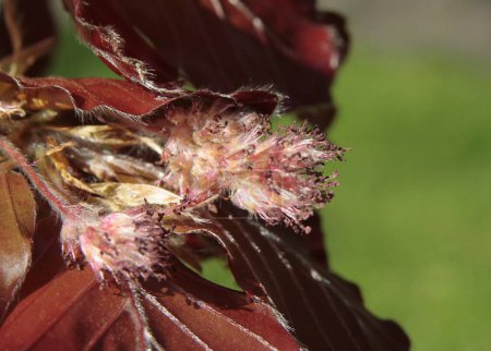 fagus sylvatica - haya con hojas rojas floreciendo en primavera