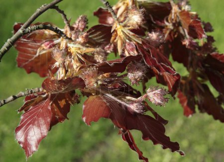 fagus sylvatica - haya con hojas rojas floreciendo en primavera