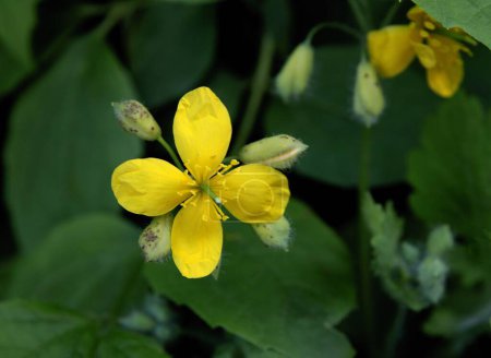 yellow flowers of celandine-chelidonium maius wild plant