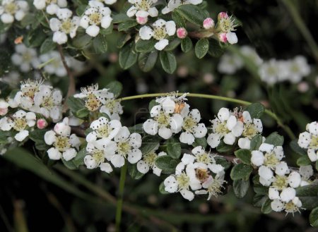 white,small flowers of  cotoneaster horizontalis bush close up