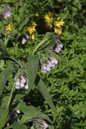 Téléchargez les photos : Lila fleurs de consoude plante gros plan - en image libre de droit