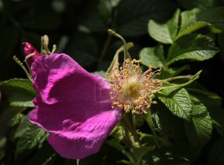 Foto de Bonita flor rosa de rosa canina - Imagen libre de derechos