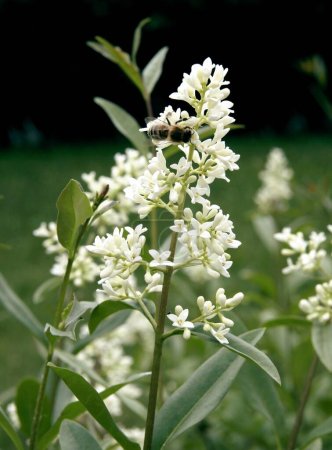 weiße Blüten des Ligusterstrauches - Ligustrum vulgaris im Frühling