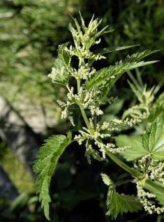 herbal wild plant nettle-Urtica dioica