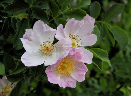 Foto de Bonita flor rosa de rosa canina - Imagen libre de derechos