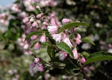 rosa Blüten von Deutzia scabra busch im Frühling aus nächster Nähe