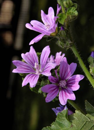 Téléchargez les photos : Lila fleurs de plantes sauvages malva silvestris - en image libre de droit