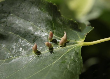 leaf of linden tree and parazits Eriophyles tiliae-acarina-Eriophyes pyr