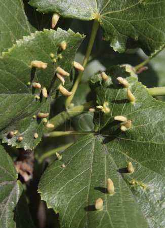 leaf of linden tree and parazits Eriophyles tiliae-acarina-Eriophyes pyr