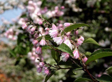 pink flowers of Deutzia scabra bush at spring close up