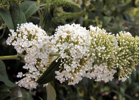 white flower of Buddleja davidii plant close up