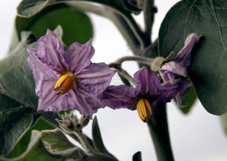 Téléchargez les photos : Fleurs de lila d'aubergine dans le jardin - en image libre de droit