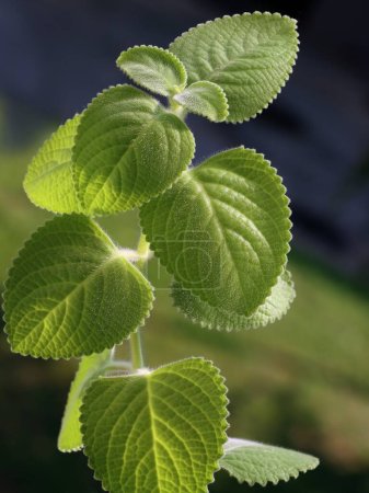 Plectranthus argentatus with green,hairy leaves close up
