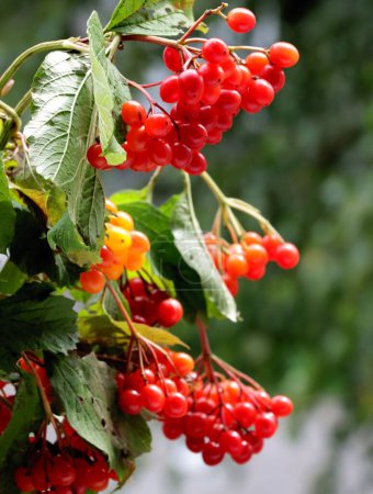 Photo for Red and orange berries in clusters of Viburnum Opulum bush close up - Royalty Free Image