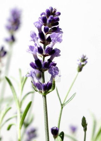 Téléchargez les photos : Lavand herbe - Lavendula aux fleurs de lila gros plan - en image libre de droit