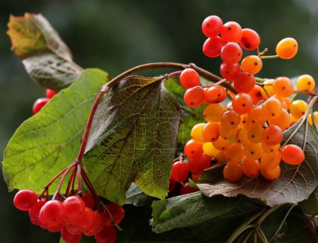 Photo for Red and orange berries in clusters of Viburnum Opulum bush close up - Royalty Free Image
