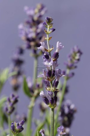 Téléchargez les photos : Lavand herbe - Lavendula aux fleurs de lila gros plan - en image libre de droit
