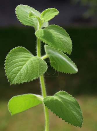 Plectranthus argentatus aux feuilles vertes et poilues gros plan
