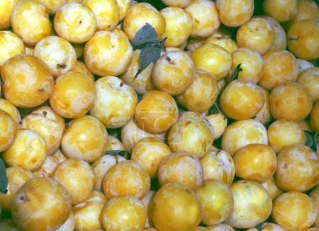 tasty yellow plums as sweet fruits from a garden
