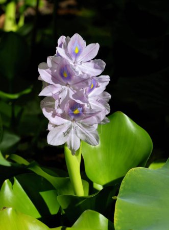 water hyacinth-Eichhornia crassip with lila flowers close up