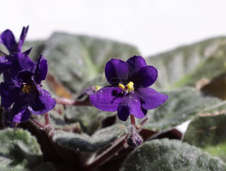 Téléchargez les photos : Fleurs de lila de Saintpaulia ionantha plante en pot gros plan - en image libre de droit