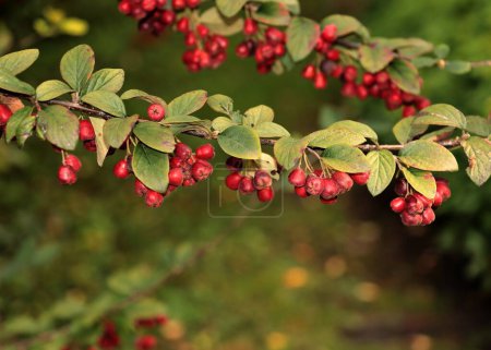 Photo for Red small fruuits of Cotoneaster intergerrimus bush at autumn - Royalty Free Image