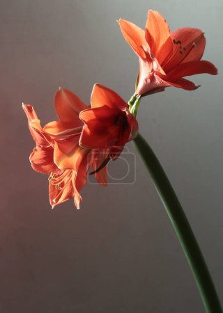 Foto de Bonita flor roja de amarilis planta en maceta de cerca - Imagen libre de derechos