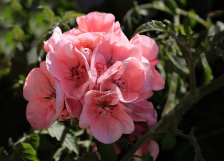 Téléchargez les photos : Jolies fleurs roses de pélargonium - plante en pot de géranium en gros plan - en image libre de droit