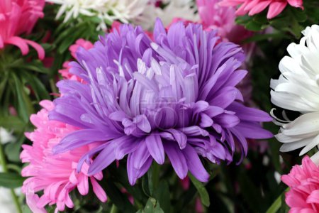 Téléchargez les photos : Jolie lila et fleurs violettes asters fermer - en image libre de droit