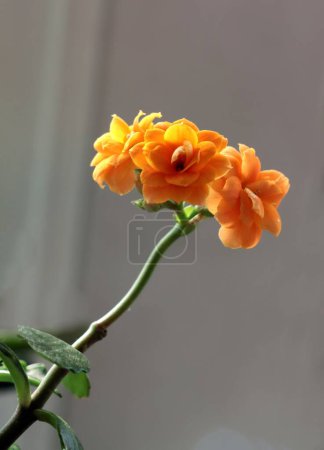 Photo for Kalanchoe potted plant and pretty flowers close up - Royalty Free Image