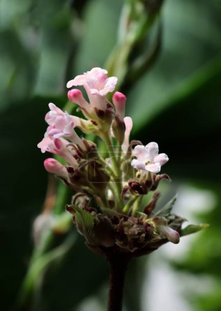 hübsche, kleine duftende Blüten des Viburnum farreri-Busches im Frühling