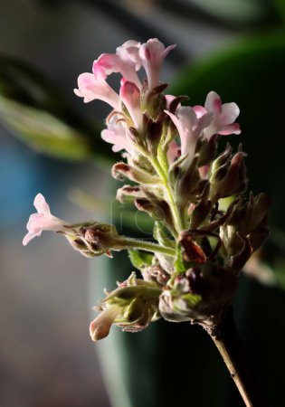 Téléchargez les photos : Viburnum farreri rose, petites fleurs gros plan - en image libre de droit