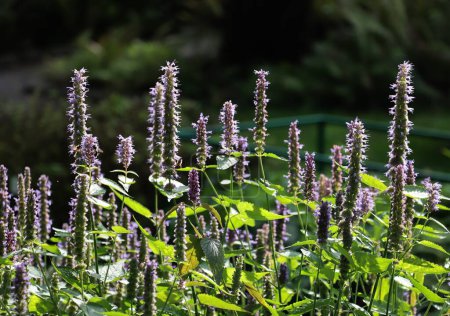 Téléchargez les photos : Agastache plantes avec fleurs de lila fermer - en image libre de droit